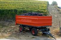 vendemmia1